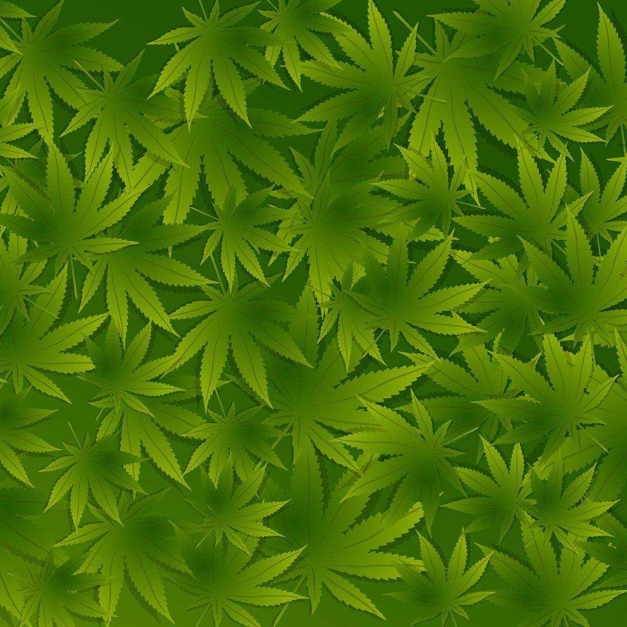 Vortrag CBD